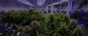 Cloud-Managed Video Solutions for Cannabis